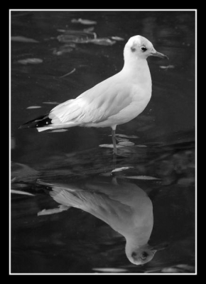 Černobíle… - Seagull