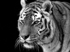 Černobíle… - Tygr ussurijský