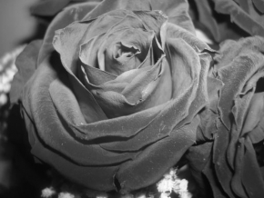Černobíle… - Ruža
