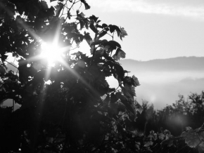Černobíle… - Slunce a víno