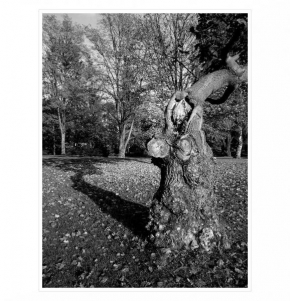 Černobíle… - Strom a jeho stín