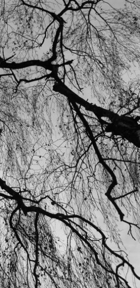 Černobíle… - Větve