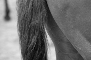 Černobíle… - Koně