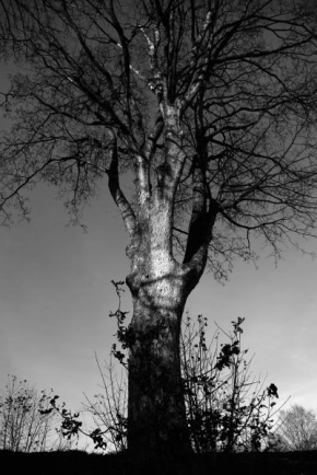 Černobíle… - Strom na hrázi