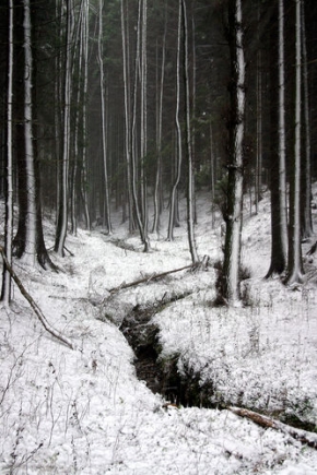 Kouzlení zimy - Tajemný les