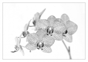 Černobíle… - Phalaenopsis