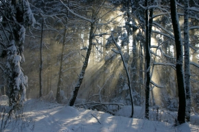 Kouzlení zimy - Lesní idylka 1