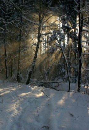 Kouzlení zimy - Lesní idylka 2