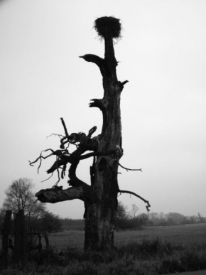 Černobíle… - Suchý strom v Pálavě