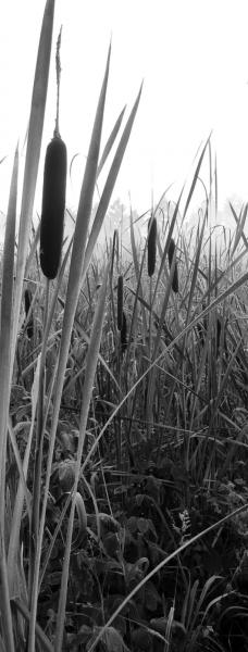Černobíle… - Ráno u rybníka