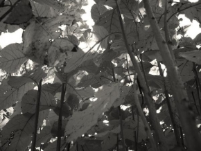 Černobíle… - V lese