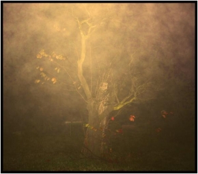Po setmění - Fotograf roku - kreativita - Noční mlha