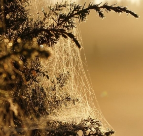 Makrofotografie - Pavoučí dům za rozbřesku
