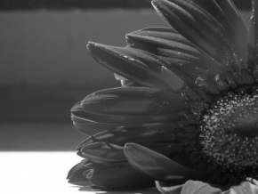 Černobíle… - Flower