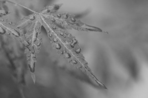 Černobíle… - Po dešti