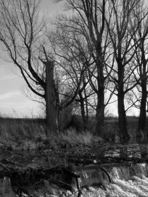 Černobíle… - Strom u řeky
