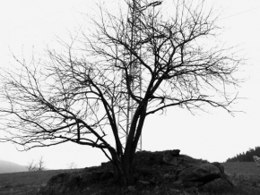 Černobíle… - Podzimní strom...
