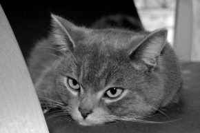 Černobíle… - Kočičí pohled