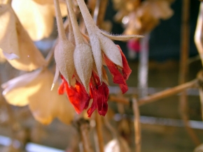 Kouzlení zimy - Poslední květ