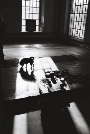 Černobíle… - Pes v továrně