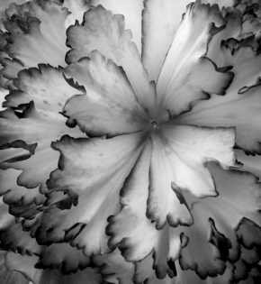 Černobíle… - Květ