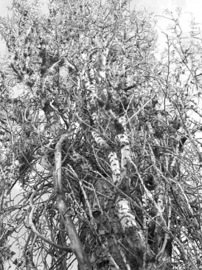 Stromy - Spleteny strom