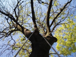 Stromy - Houpačkový strom
