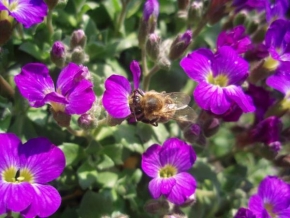 Půvaby květin - Včelka na kvítku