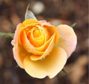 Půvaby květin - Růžička