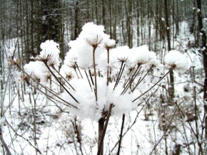 Královna zima - Snežný kvet