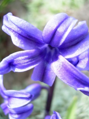 Půvaby květin - Modrý