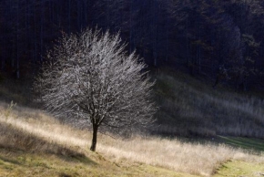 Stromy - Fotograf roku - kreativita - Podzim