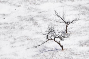 Stromy - Fotograf roku - Zima