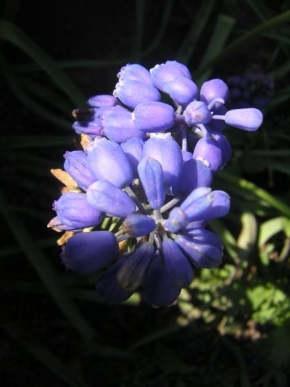 Půvaby květin - Modrá krása