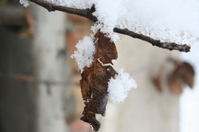 Kouzlení zimy - List v zimním ránu