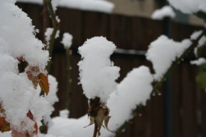 Kouzlení zimy - Pod tíhou sněhu