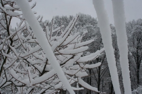 Kouzlení zimy - Stromy v zimním hávu