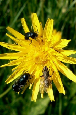 Makrofotografie - Hmyz na květu