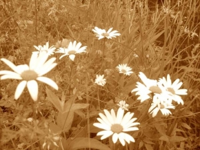 Půvaby květin - Kopretiny