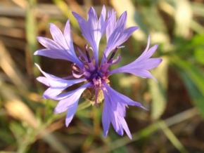 Půvaby květin - Chrpa modrá