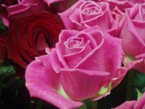 Tereza Machalová - Růže jako namalované