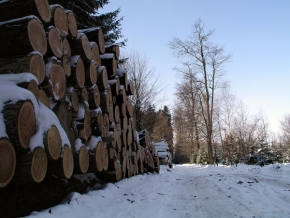 Kouzlení zimy - Dřevo