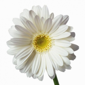 Půvaby květin - Hezká bílá