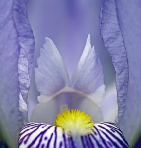 Půvaby květin - Fotograf roku - kreativita - Půvabná