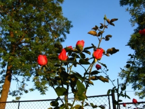 Půvaby květin - Růžičky