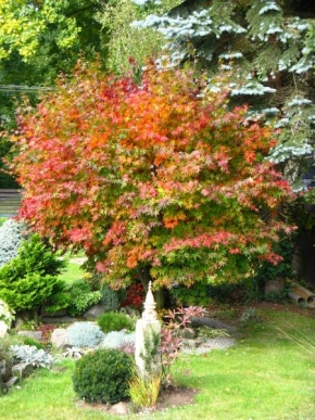 Stromy - Javory - podzim