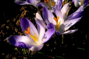 Půvaby květin - Modropád