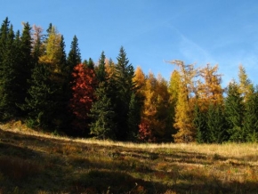 Stromy - Podzimní barvy