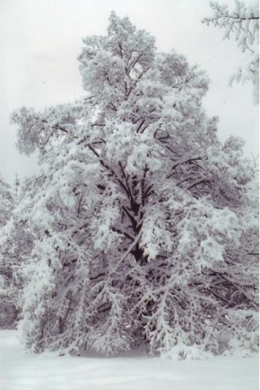 Kouzlení zimy - Strom v závoji