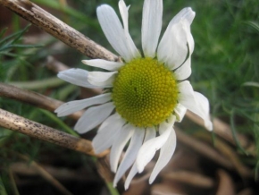 Půvaby květin - Prosincové sluníčko